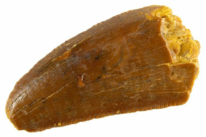 Serrated Raptor Tooth - Feeding Worn Tip #332591